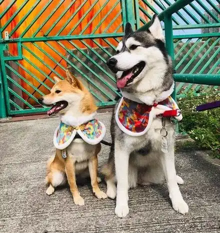  哈士奇遇上柴犬,没想到居然还有二哈带不偏的狗