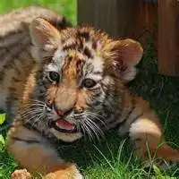  下载微信头像动物老虎图片大全可爱