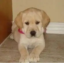  重庆哪里有金毛买重庆多少钱能买到健康金毛金毛买卖金毛宠物网chongwu.cc