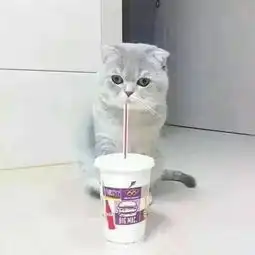  想知道这是什么猫