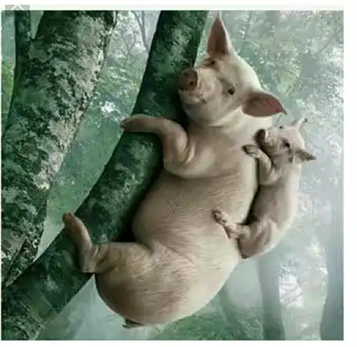  st聚力爬升开始