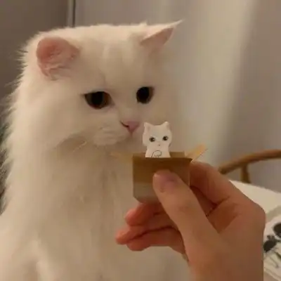  猫咪头像挖空脑微信头像我要个性网