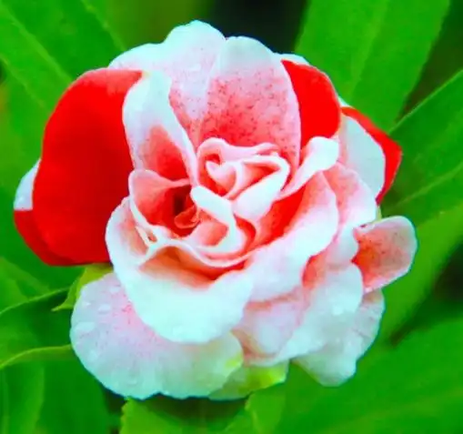  10月下旬,4属相吉星傍身,开门大吉,财运滚滚,享荣华富贵