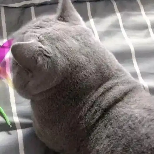 送了闺蜜一只小蓝猫,半年后再见时吓一跳这是米其林吧