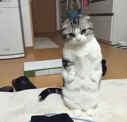  i笑青岛做鱼呢,最重要的是开心,七秒之后,又是一条好汉