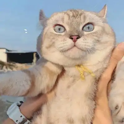 2020好看的狗狗微信头像萌猫可爱头像大全