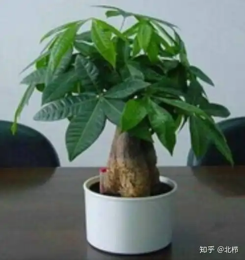  发财树长什么样
