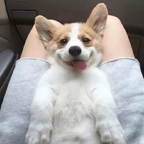  欧美头像宠物头像唯美头像