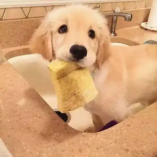  汪星人的秘密养金毛的你不可不知的秘密