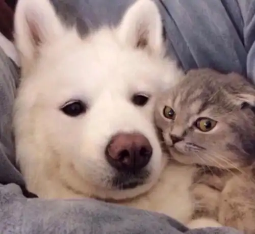  动物不为人知的一面,猪非常爱干净,海豚其实是最坏的