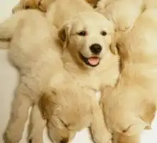  黄页88高清图片