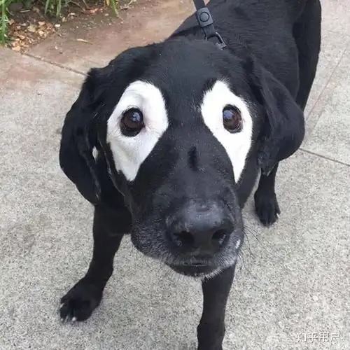  你见过最丑的猫丑到什么程度了