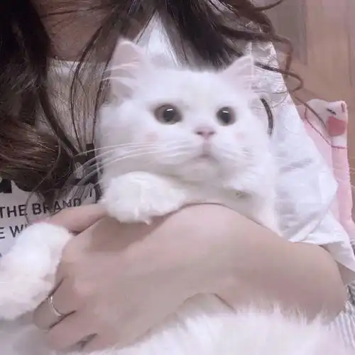  抱猫头像爱意随风起却不随风散