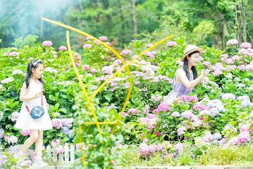 五彩缤纷绣球花引得市民来打卡
