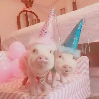  微信猪头像图片大全集真实可爱小猪微信头像图片