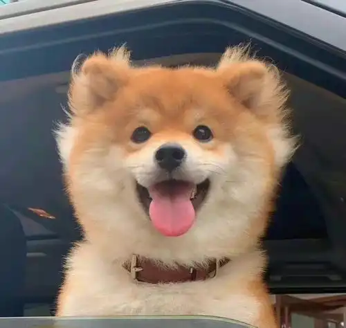  可以一起贴贴的神仙姐妹头像来啦