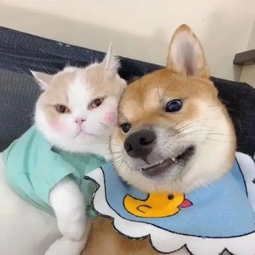  可爱情侣头像,动漫真人大全