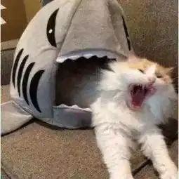  这款只能用糟糕形容的游戏,我却心甘情愿给了满分