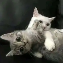  忽明忽暗的脾气可苦了我可爱的人微信头像我要个性网