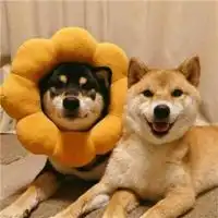  狗和猫的情侣头像图片动物情侣头像猫狗一对