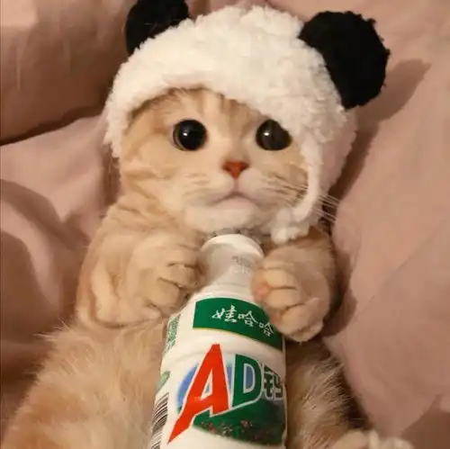  养猫新手小知识,猫咪乱尿习惯难改正原因居然是因为这个