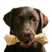  小拉布拉多头像微信头像图片大全