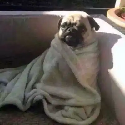  萌宠情侣头像一左一右一对两张情侣头像猫狗可爱卖萌