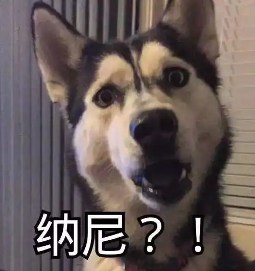 把狗塞进lv原来外国铲屎官才是沙雕中的王者,狗狗我能怎么办,我也很绝望