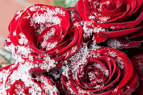  情人节浪漫而至中国冰雪app祝天下有情人终成眷属