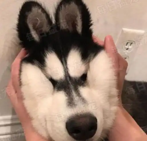  金毛被二哈欺负,隐忍6年成功反杀,狗子报仇六年不晚