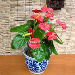  紧急请问有谁知道以下两个图片上的盆花叫什么名字问题1和问题2分别叫什么