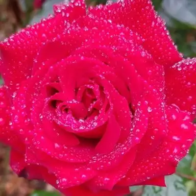  妖艳的红玫瑰微信头像图片,红玫瑰头像暗示我爱我