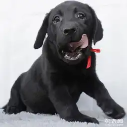  重庆拉布拉多交易重庆哪里卖拉布拉多幼崽拉布拉多价格