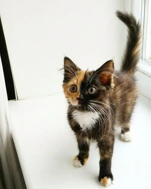  ins上有位妹子养了一只喵,从右边看是橘猫,从左边是黑猫像精灵一样