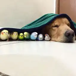  组图超有爱金毛与8只鹦鹉1只仓鼠的小日子