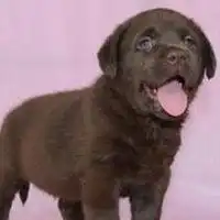  黑色拉布拉多头像图片微信头像图片大全
