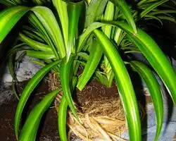  如何diy吊兰盆方法图解自制吊兰盆作品图片大全手工制作