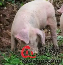  5月的暴跌6月的暴涨颤抖的猪市何时停止