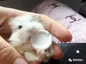 从宠物店抱回来一只小仓鼠,喂养半个月后,我们的噩梦就开始了