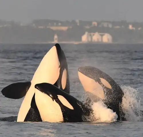 有什么好看的虎鲸图片