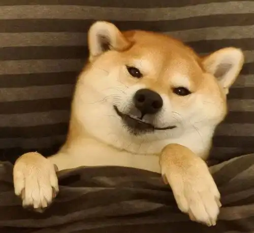  有钱人家的狗都是这样的这样的狗狗都是在狗生巅峰