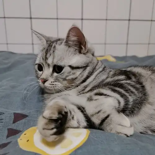  什么国产猫粮性价比高