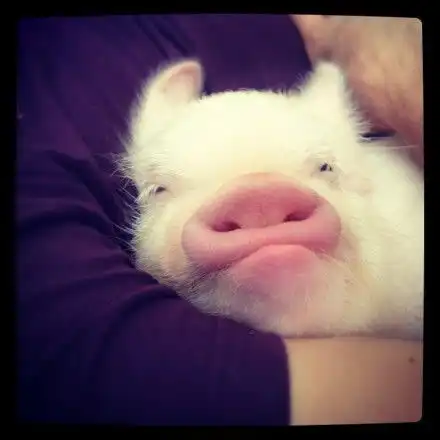  在ins上爆红迷你猪二师兄这是要进军时尚堆糖,美好生活研究所