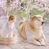  猫咪和柴犬的情侣头像微信头像图片大全