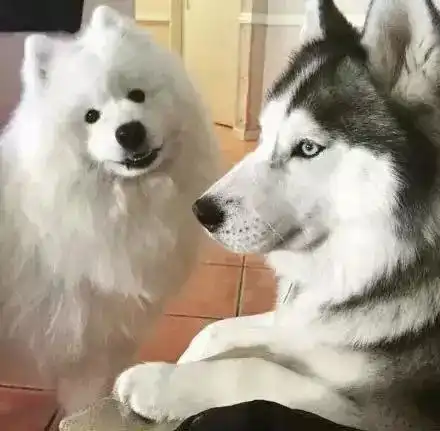  一不小心养了五条萨摩耶,遇上邻居的哈士奇