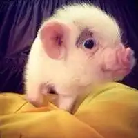  小猪吃白菜的情侣头像微信头像图片大全