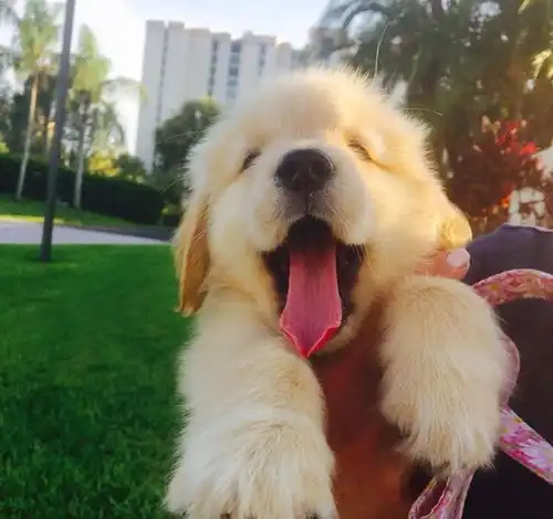  金毛犬常见遗传疾病,你家金毛中招的吗