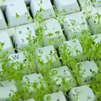  清新自然的绿色植物意境唯美头像图片