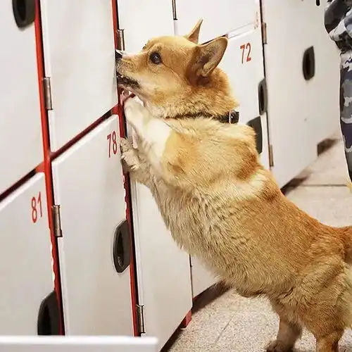  柯基也能当警犬到底是吉祥物还是真实力