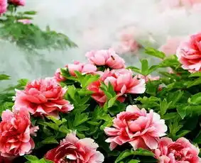  牡丹花开全过程,花开富贵,太美了